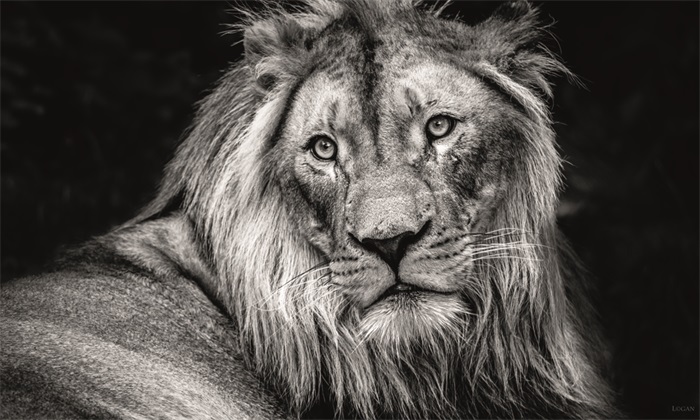 Schilderij Aluart Lion