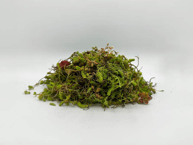 Sedum Stekjes 1kg