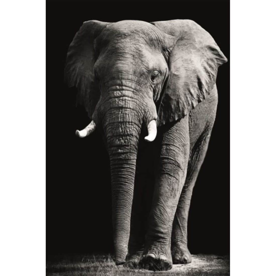 Schilderij Mondiart Elephant