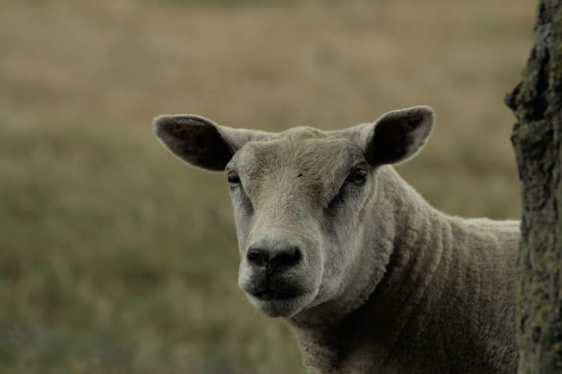 Peaux de mouton uniques et exclusives au Vuur Lab