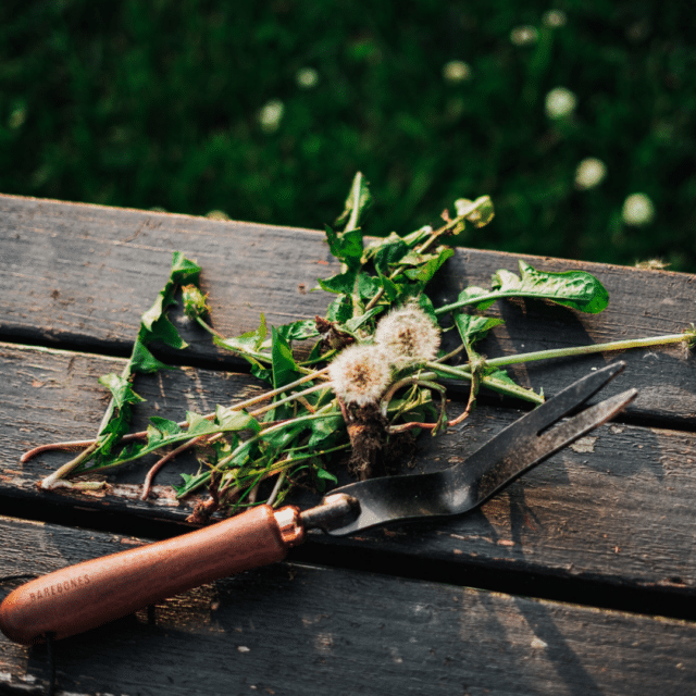 Weeds can be weeded with this handy tool