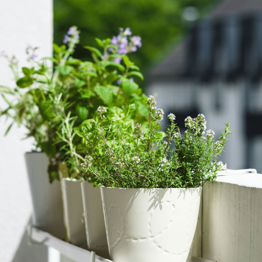 Bloempotten met kruiden op balkon