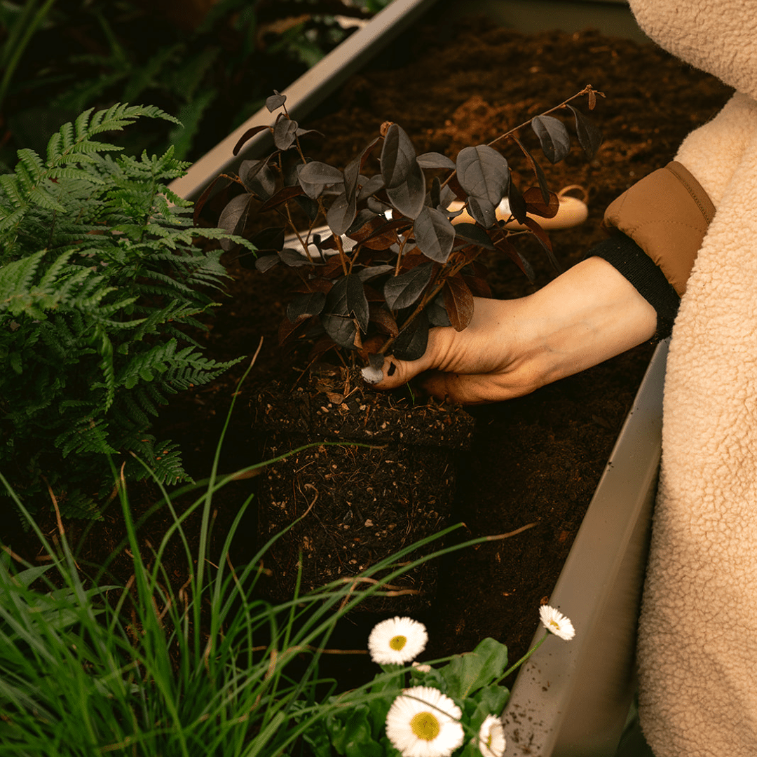 Gardenworks groentafel Weltevree plant planten