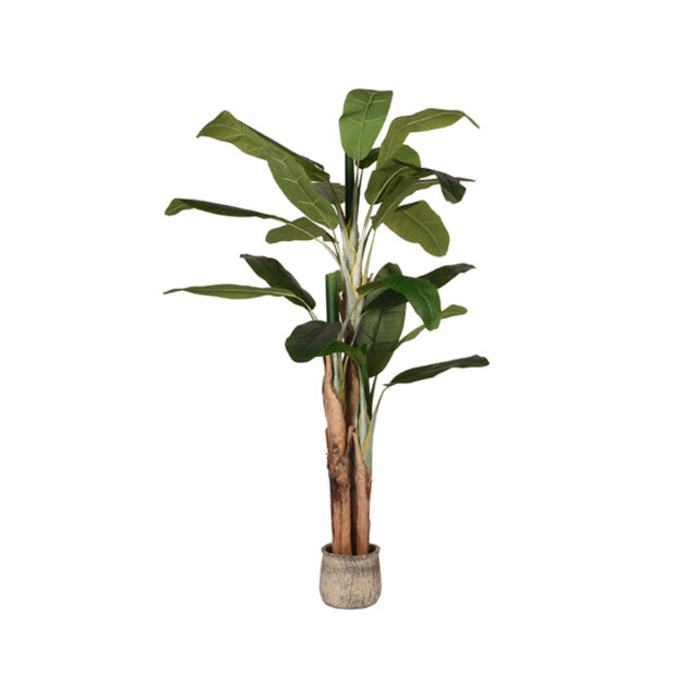 Musa 8211 Groen 8211 Kunststof 8211 180 Cm