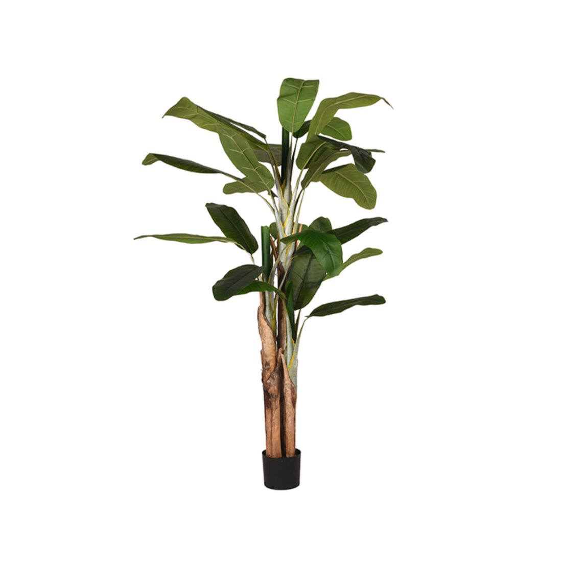 Musa 8211 Groen 8211 Kunststof 8211 180 Cm